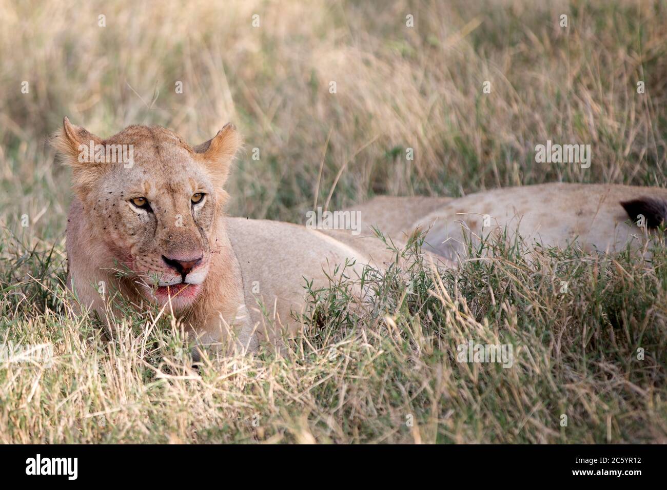 Totes Gesicht Stockfotos Und Bilder Kaufen Alamy