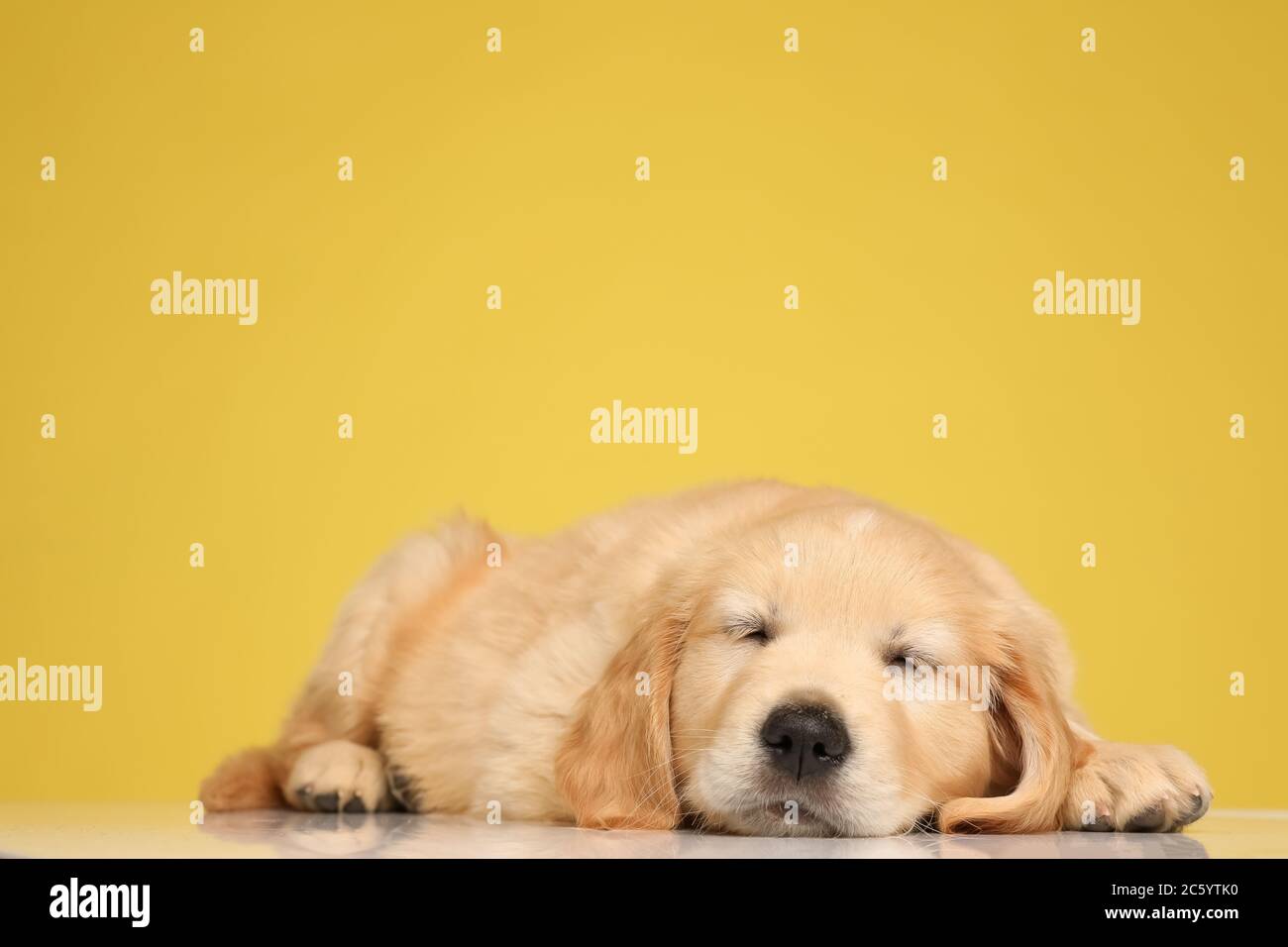 Cute golden Retriever Welpen schlafen auf dem Boden auf gelbem Hintergrund Stockfoto