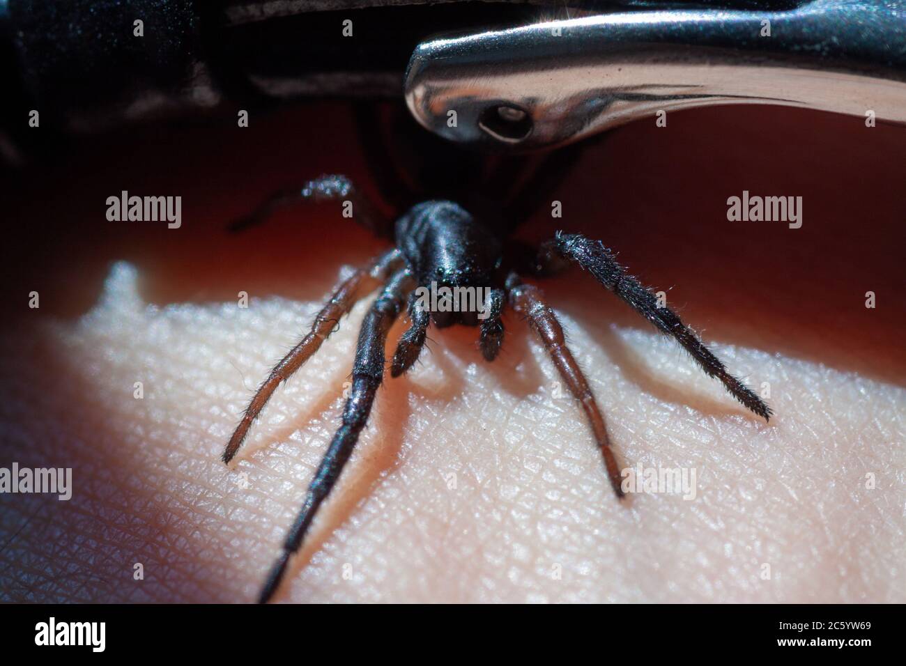 Eine kleine giftige Spinne auf dem Arm eines Mannes beißt die Haut und  spritzt Gift ein Stockfotografie - Alamy
