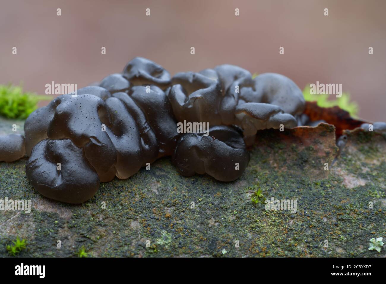 Ungenießbarer Pilz Exidia glandulosa im Auenwald. Bekannt als schwarze Hexenbutter, schwarze Gelee Rolle oder warty Gelee Pilz. Stockfoto