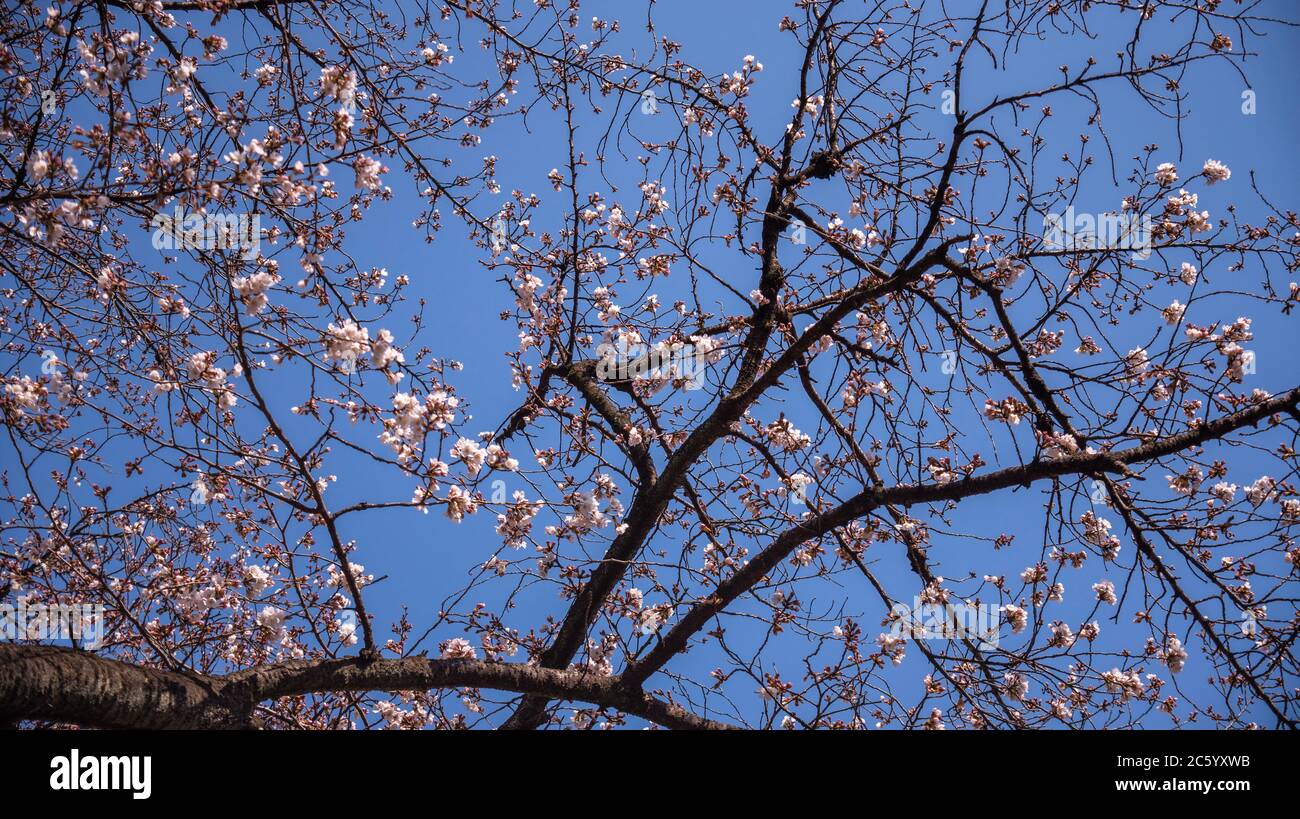 Im Tokyo Park im März, wo die Blumen in voller Blüte waren. Stockfoto