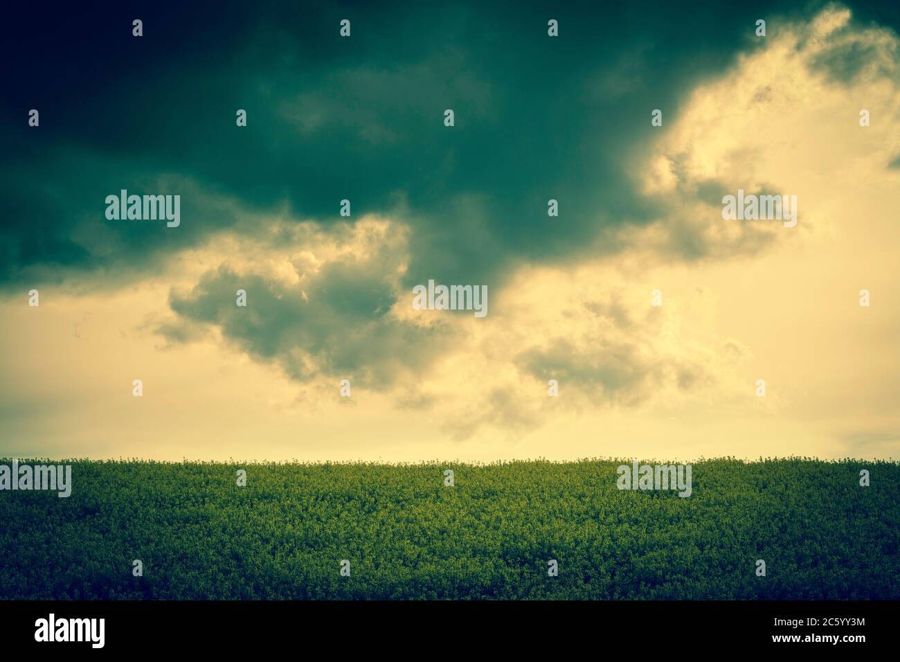Grüne Landschaft, Weizenfeld in der Auvergne, Frankreich Stockfoto