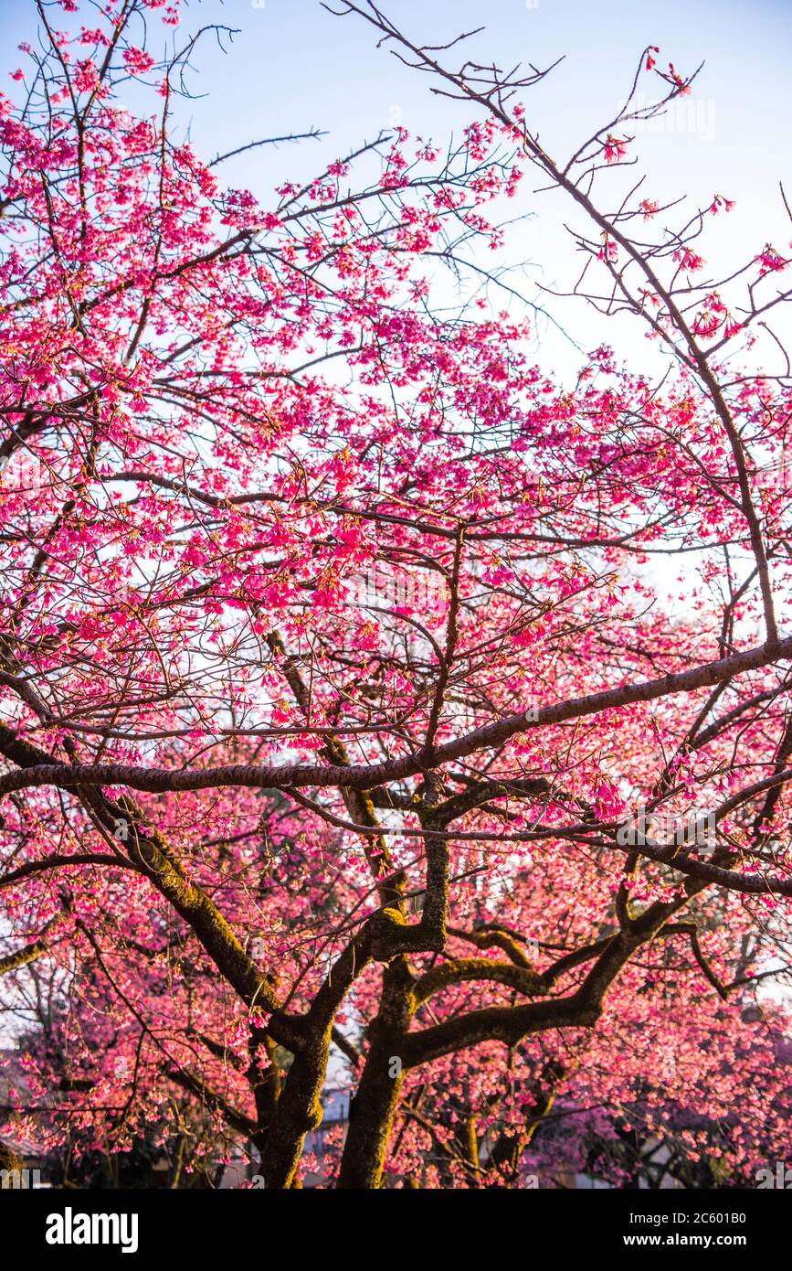 Im Tokyo Park im März, wo die Blumen in voller Blüte waren. Stockfoto