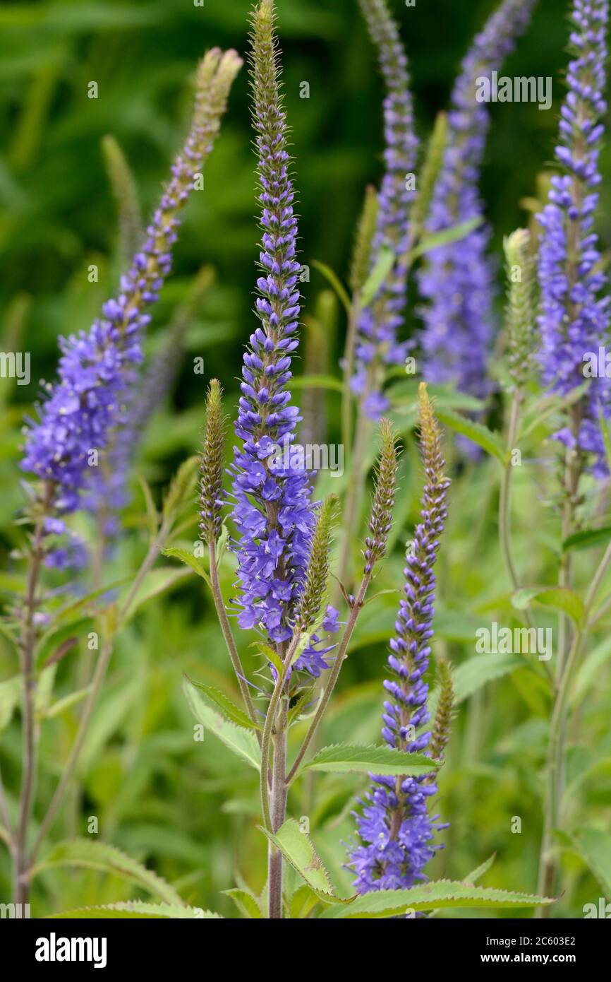 Veronica longifolia Speedwell Longleaf Speedwell blaue Blütenspitzen Stockfoto