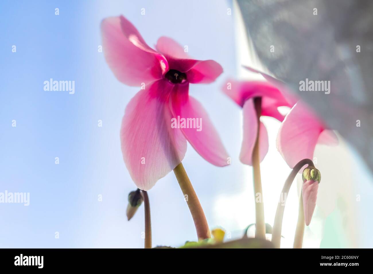 Wunderschönes rosafarbenes Cyclamen im Topf auf dem Fenstersims. Heimische Blume Stockfoto