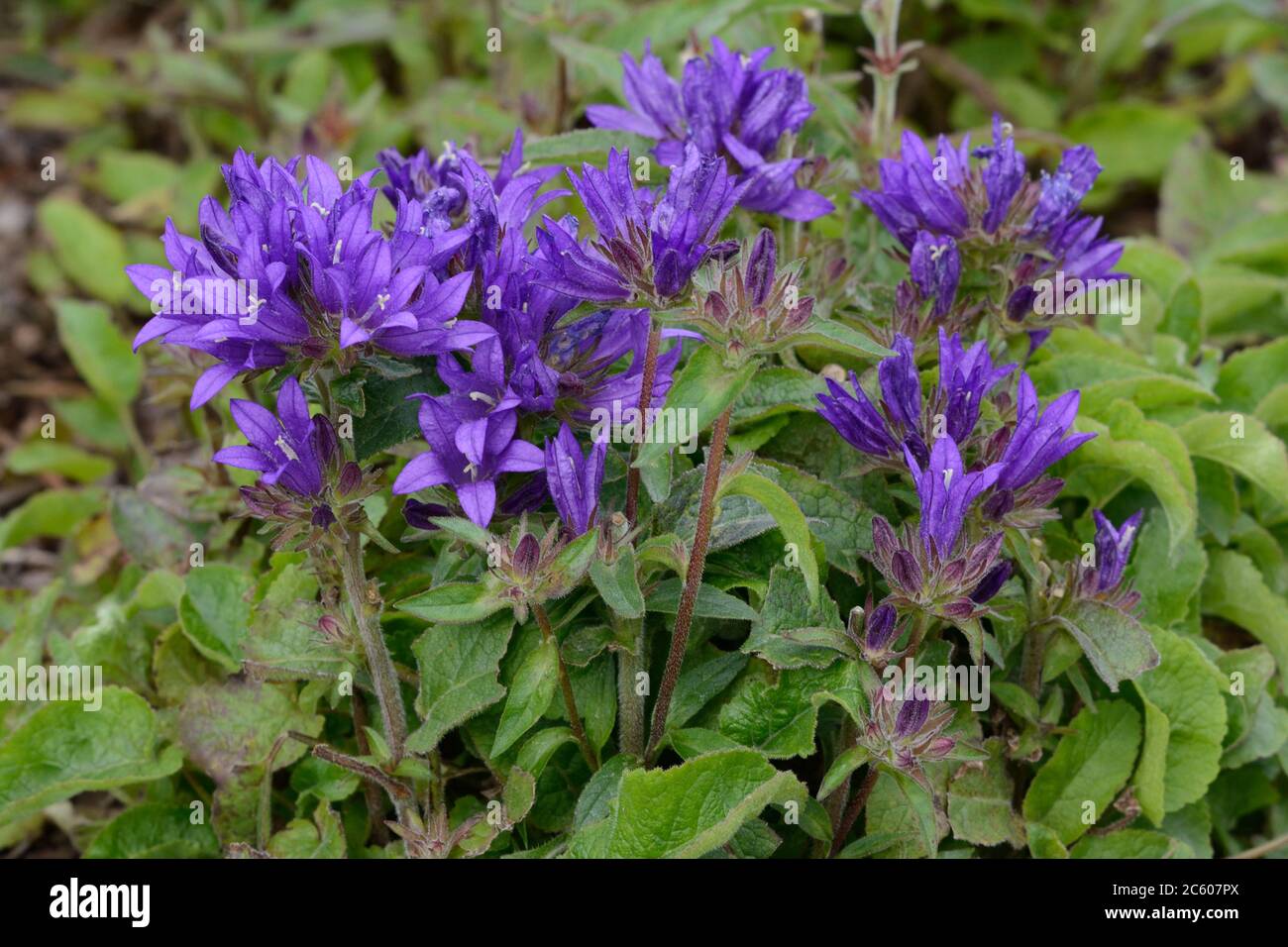 Campanula glomerata Superba geclusterte Glockenblumen dichte Cluster von dunkelviolett-violetten glockenförmigen Blüten Stockfoto