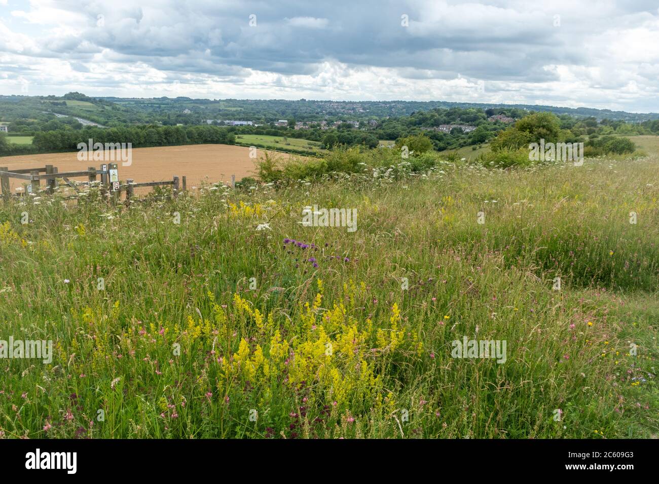 Wildblumenwiese im Magdalen Hill Down Naturschutzgebiet in Hampshire, Großbritannien, im Juli oder Sommer Stockfoto