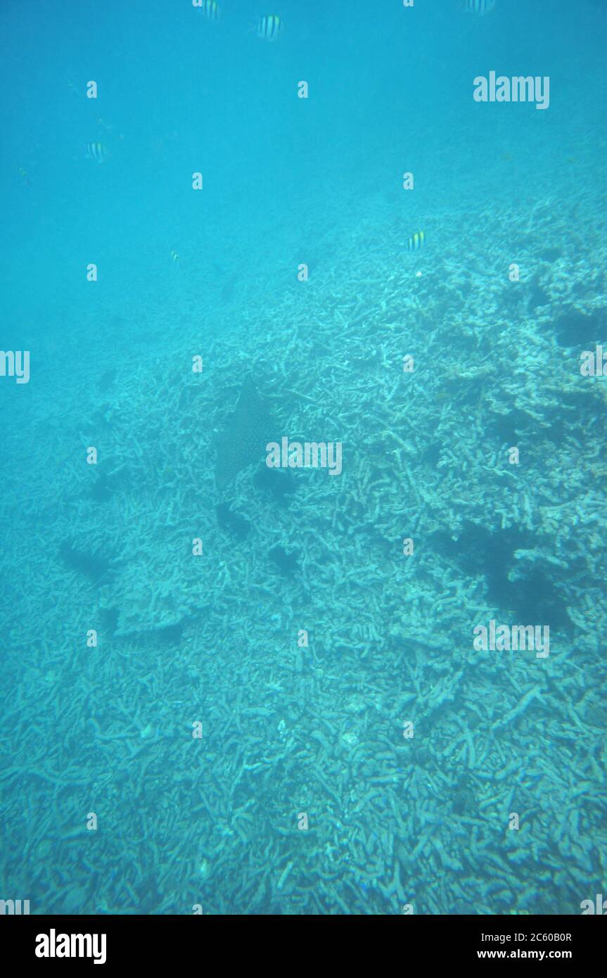 Manta Rochen schwimmt über dem Riff mit einigen seargent großen Fischen Stockfoto