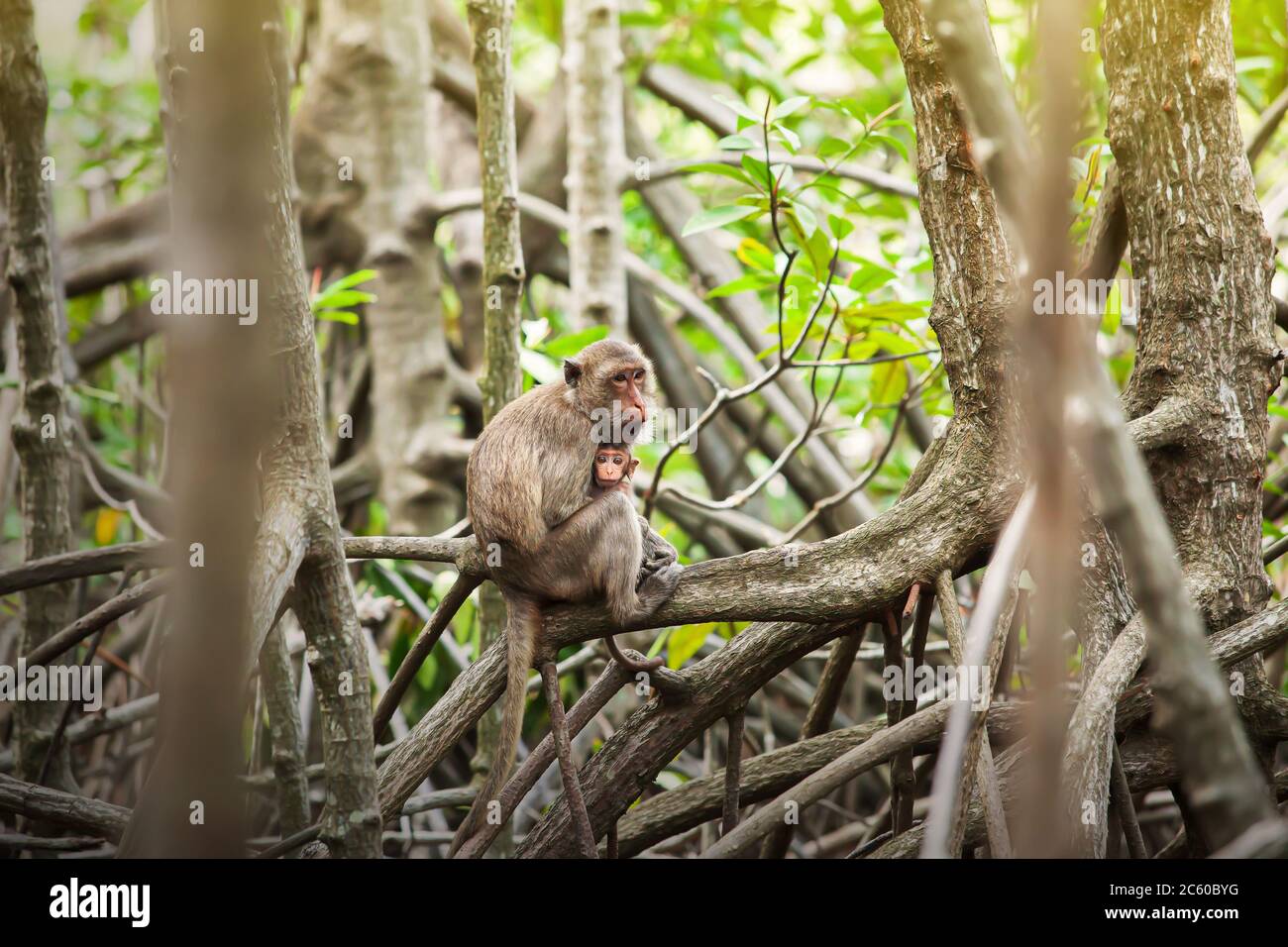 Ein neugeborener Krabbenfressende Makaken in den Armen der Mutter in einem Mangrovenwald. Sam ROI Yot Nationalpark, Ramsar-Standort in Thailand. Stockfoto