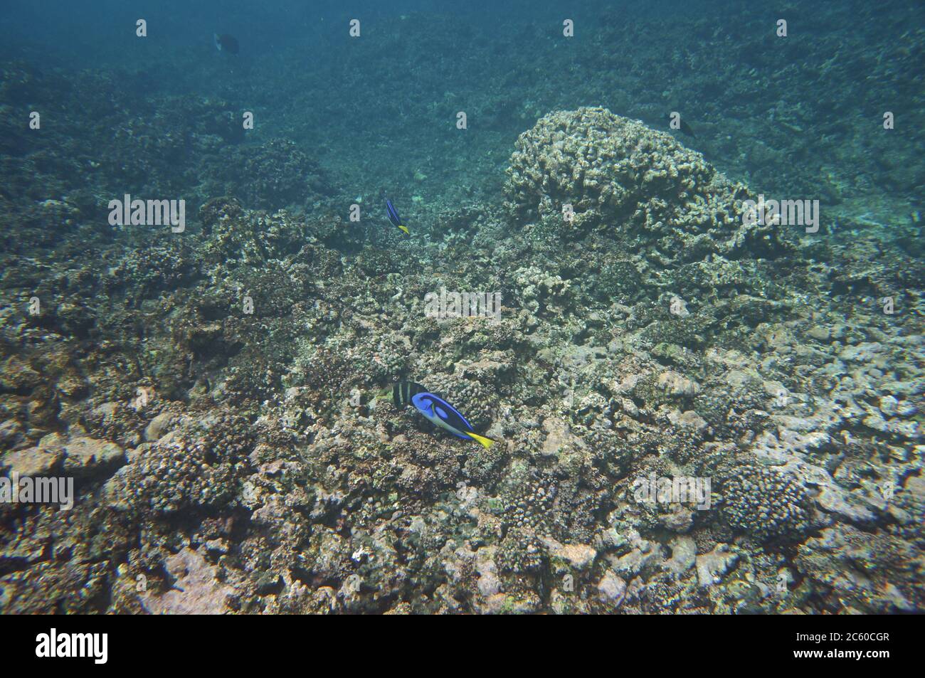 Palette Surgeonfish mit Riff Stockfoto