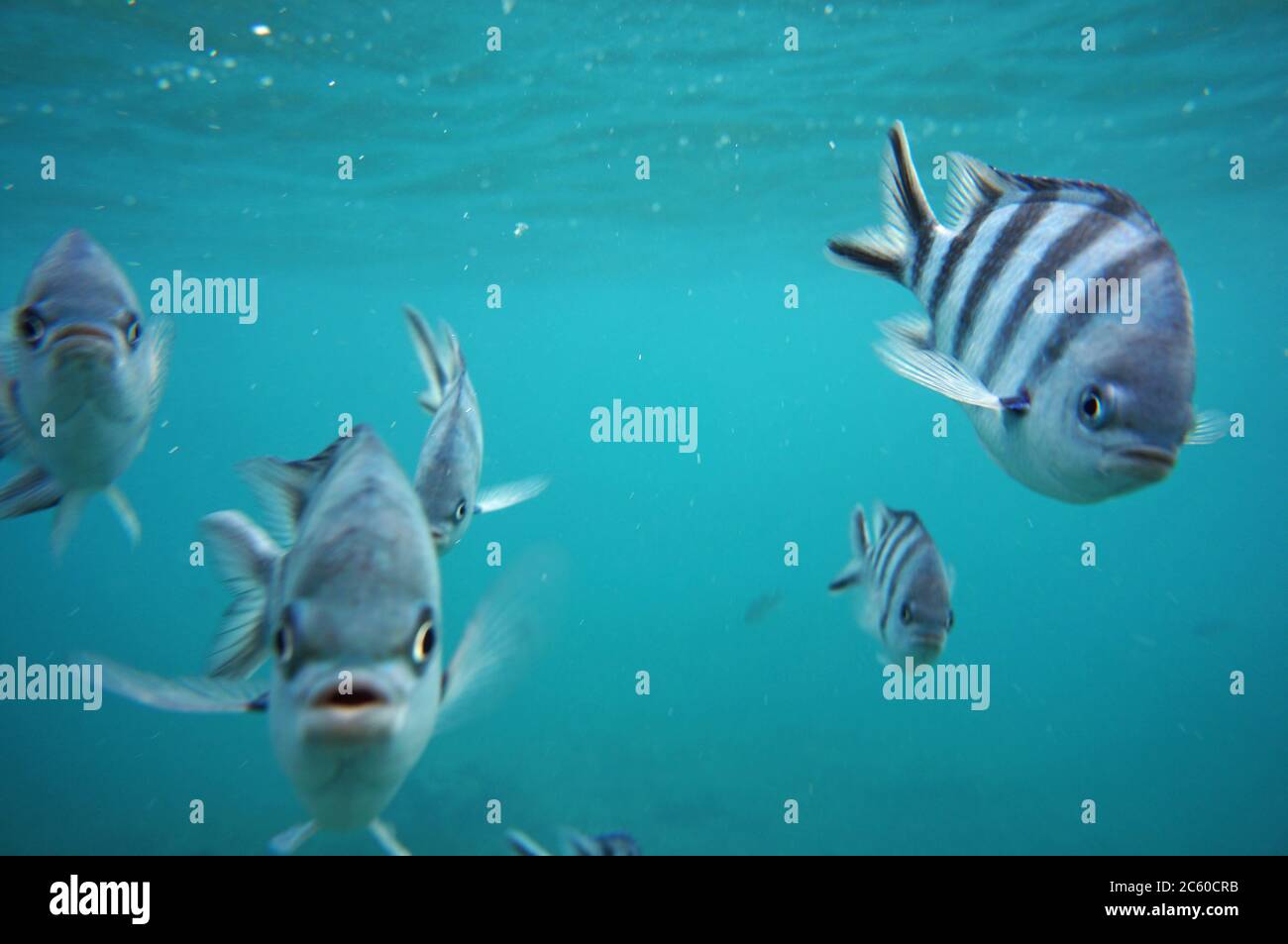 Schwarm Seargen großen Fisch starren in die Kamera Stockfoto