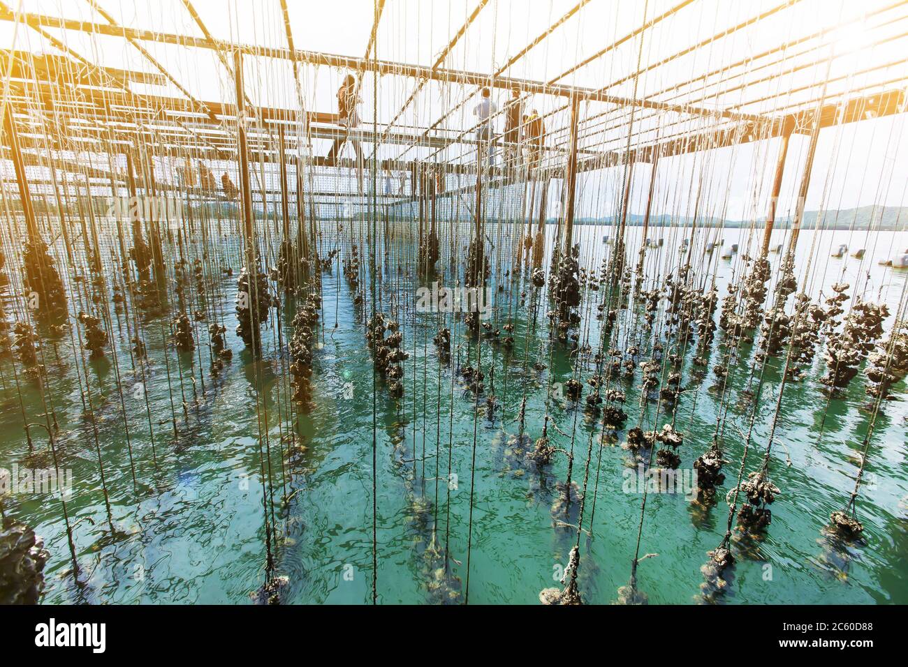 Low-Winkel-Ansicht der Austernfarm in einer Küste auf sonnigen Sommer, Reiseziele und bekannt für Meeresfrüchte in Chanthaburi, Thailand. Selektiver Fokus. Stockfoto