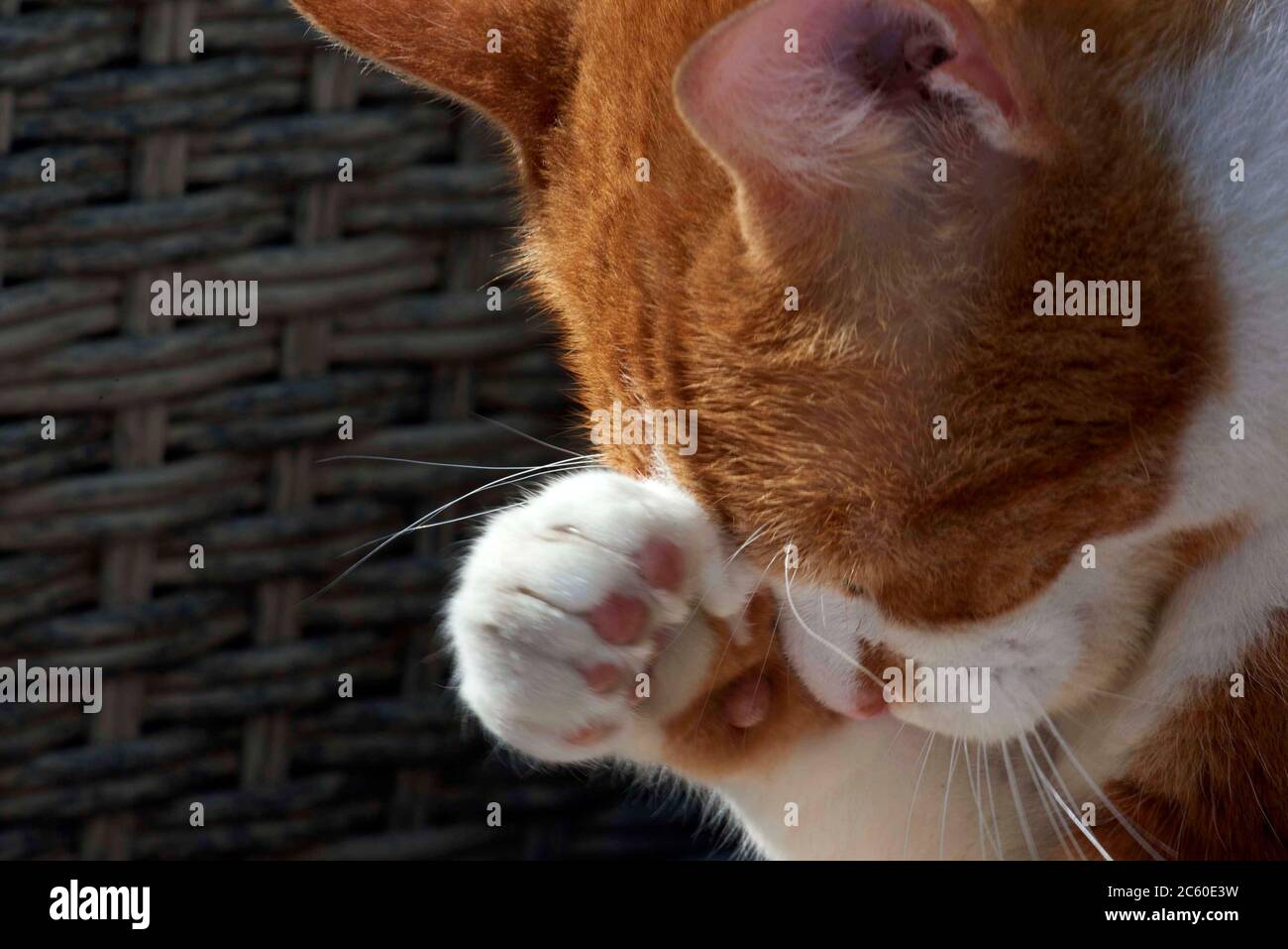 Ingwer und weiße Katze waschen ihr Gesicht, Großbritannien Stockfoto