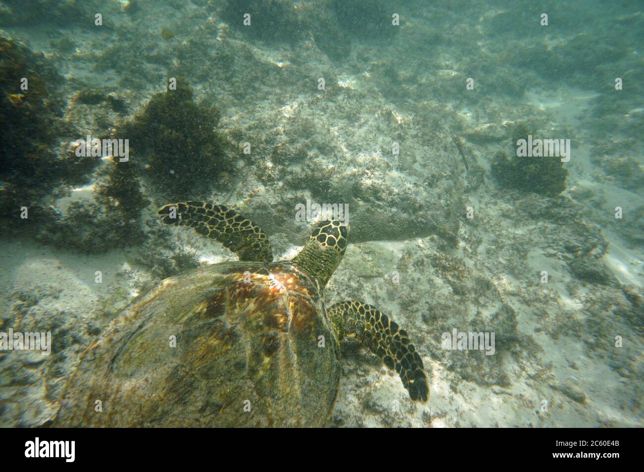 Hawksbill Turtle schwimmen in das Riff Stockfoto