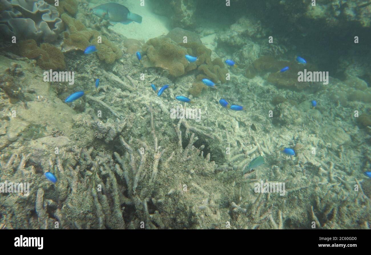 Gruppe von azurblauen damselischenmit Korallen Stockfoto