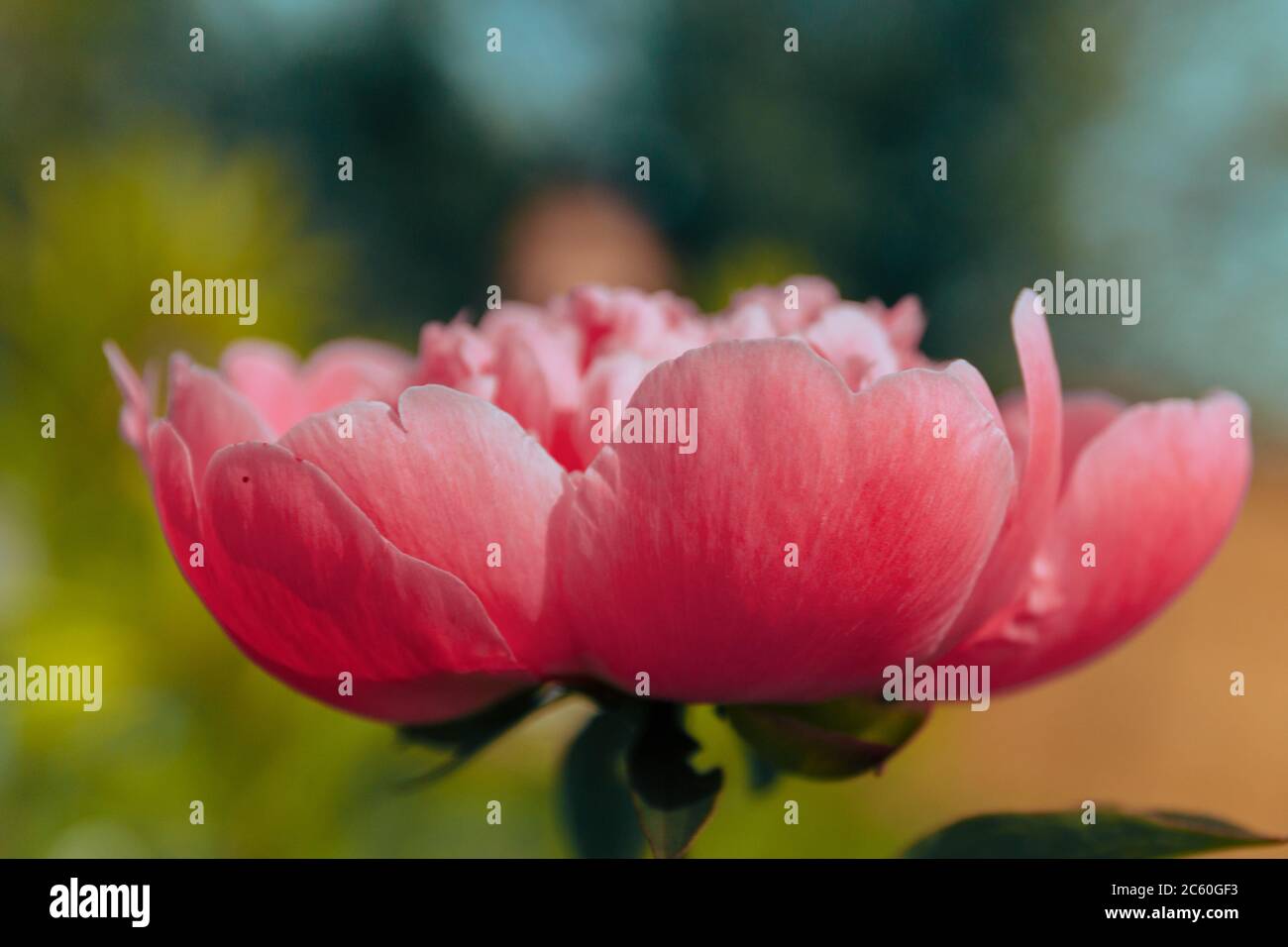 Rosa Pfingstrose im Garten. Blühende rosa Pfingstrose. Nahaufnahme einer schönen rosa Pfingstrose Blume. Layout einer floralen Grußkarte. Happy Mother's Day Konzept Stockfoto