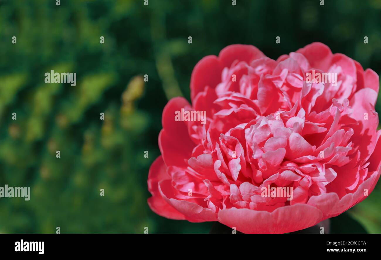 Rosa Pfingstrose im Garten. Blühende rosa Pfingstrose. Nahaufnahme einer schönen rosa Pfingstrose Blume. Layout einer floralen Grußkarte. Happy Mother's Day Konzept Stockfoto