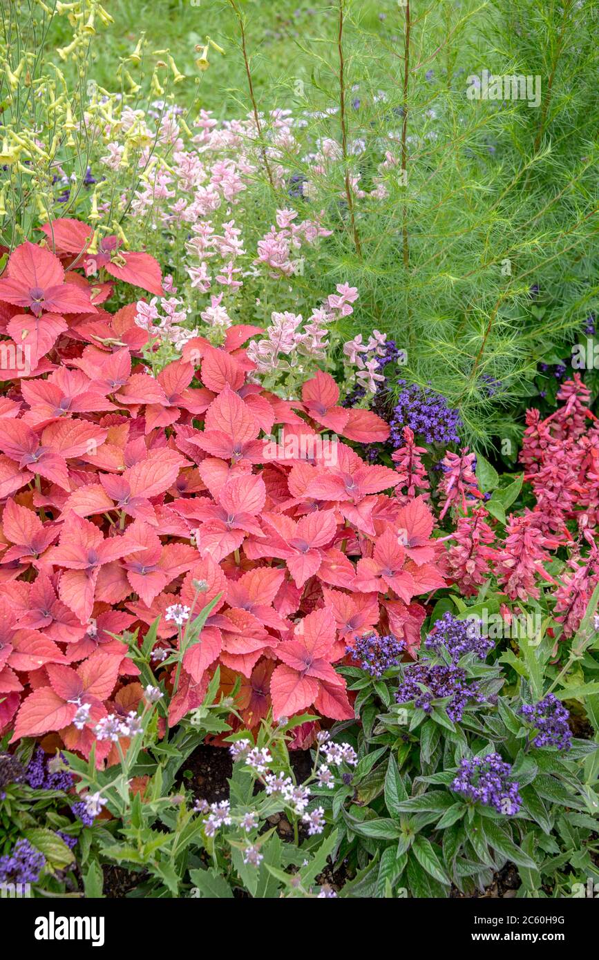 Buntnessel Solenostemon scutellarioides Stockfoto