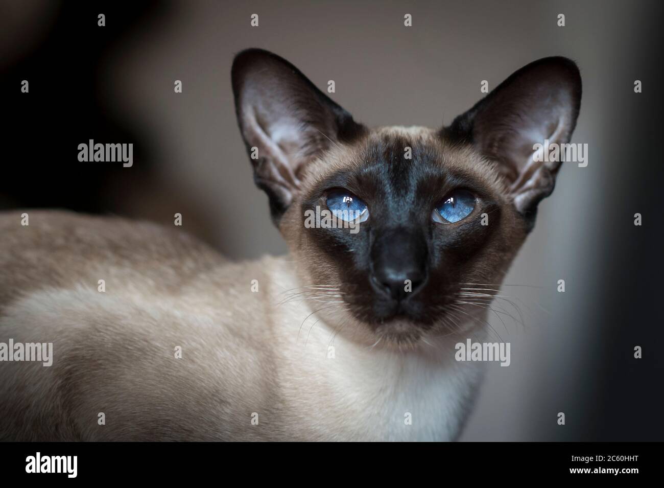Porträt einer schönen siamesischen Katze. Stockfoto