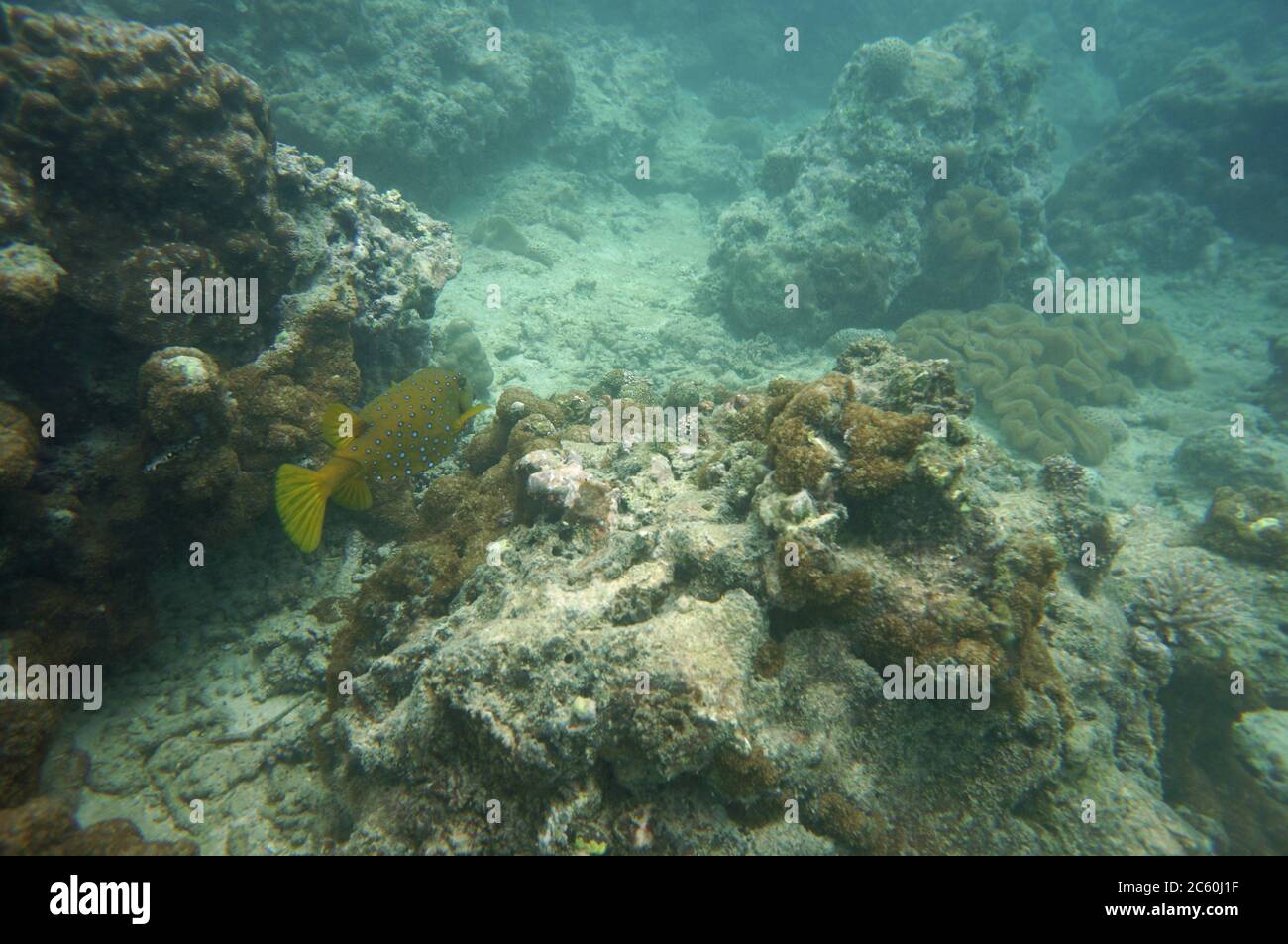 Gelbe Boxfish schwimmen weg Stockfoto