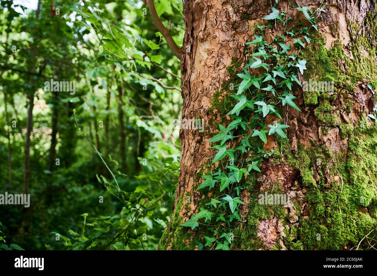 Detail des Baumes. Stockfoto