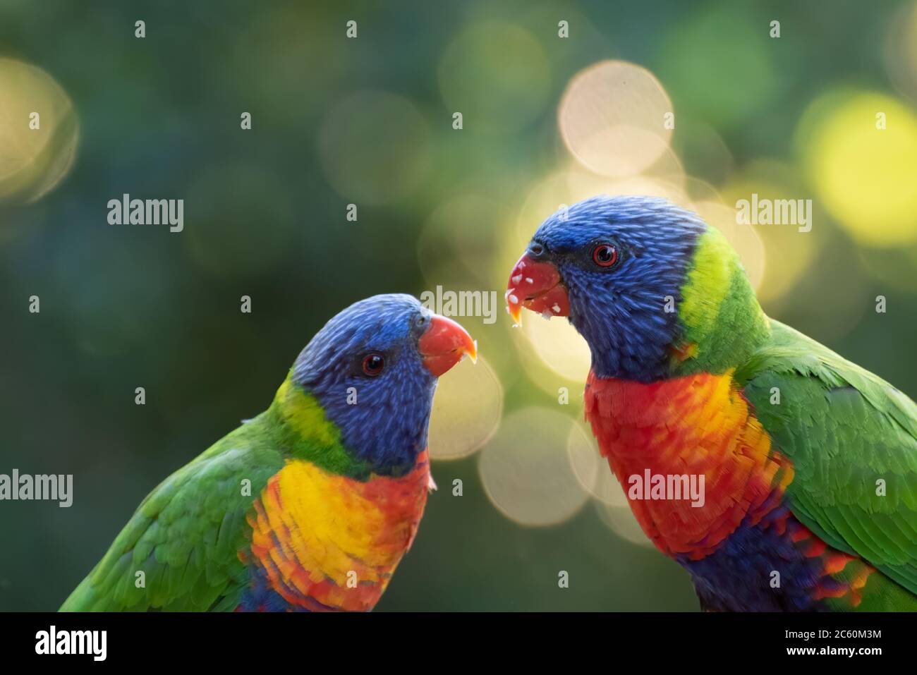 Ein Paar Regenbogen-Lorikeets teilen sich Essen Stockfoto