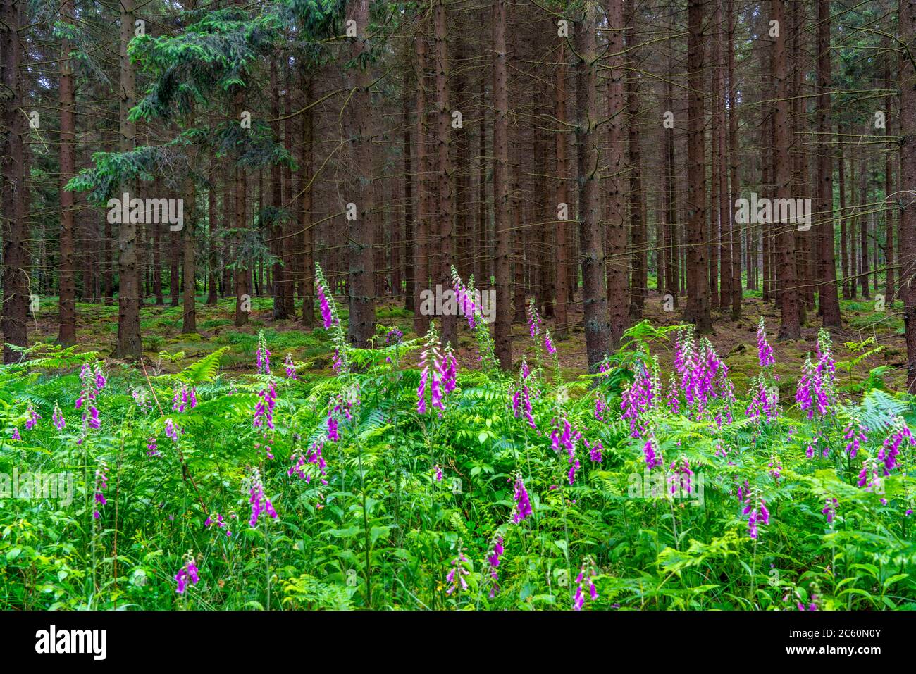 Struffelt Naturschutzgebiet, Wald bei Roetgen-Rott, Rotfuchshandschuhpflanze, giftig, Eifel, NRW, Deutschland Stockfoto