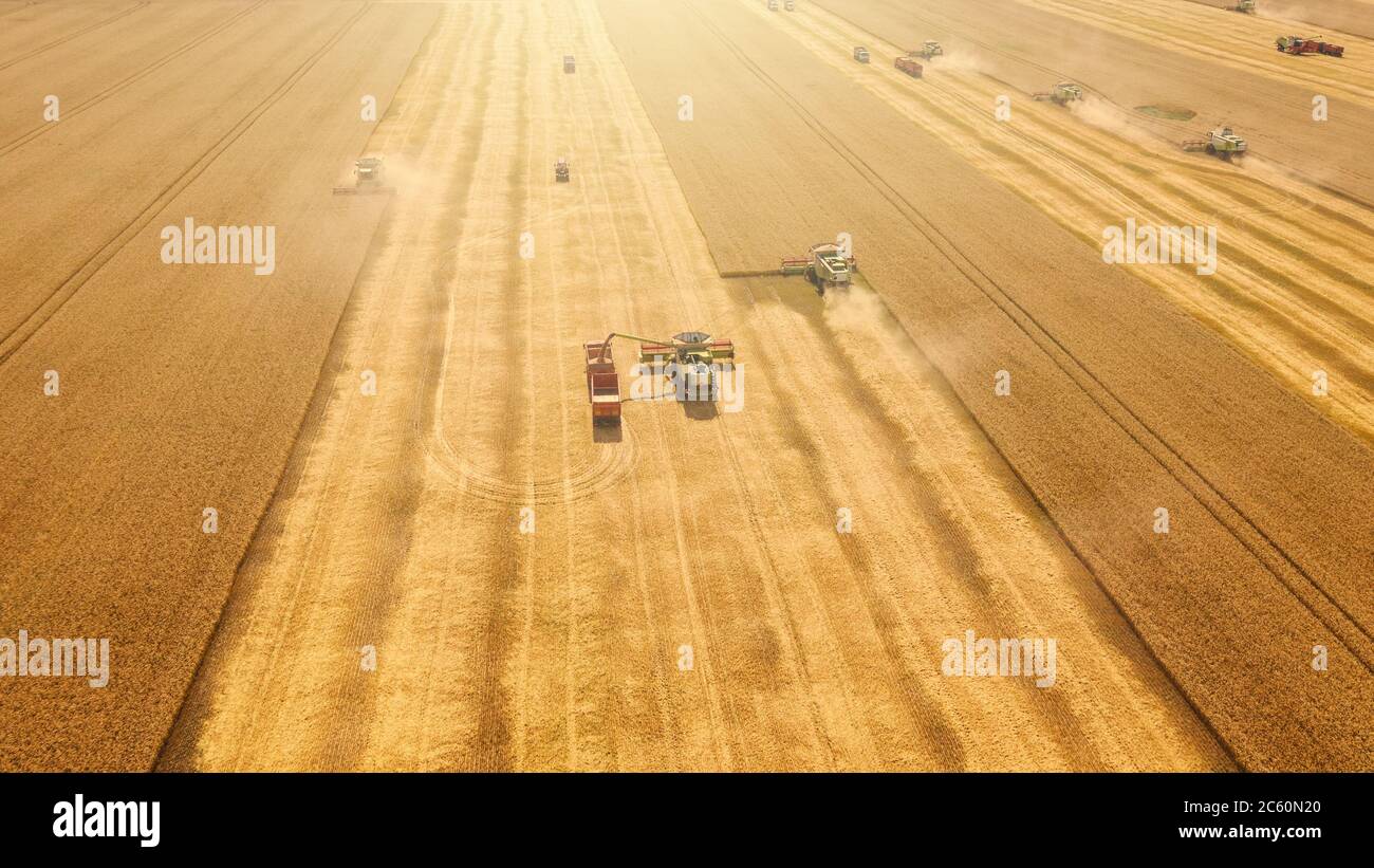 Erntemaschinen kombiniert Ernteweizen in gelb oder golden reifen Feld. Industrielle Landwirtschaft, Luftaufnahme. Stockfoto