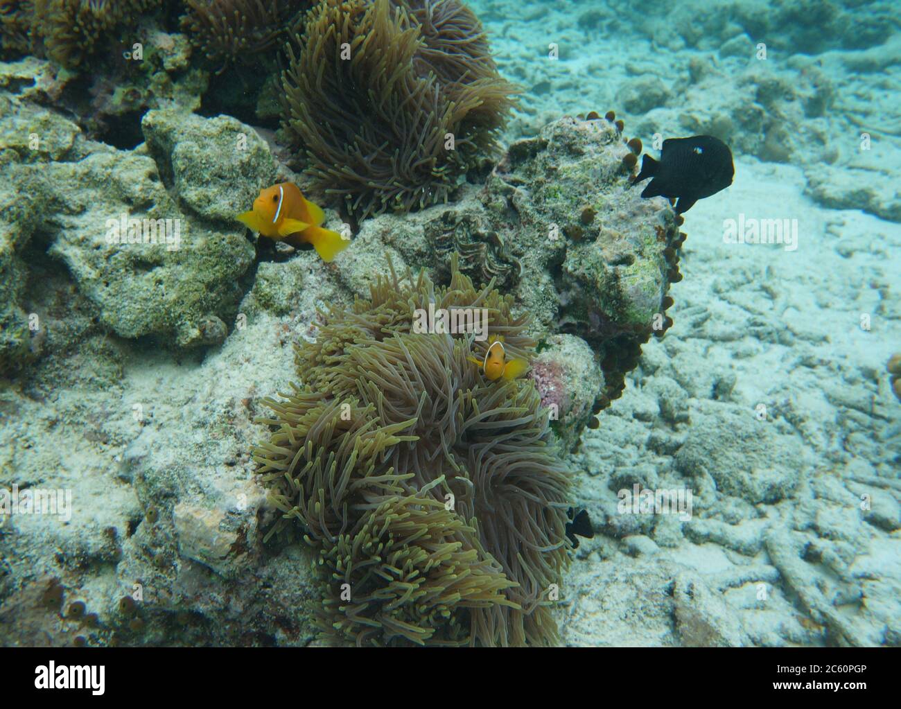 Anemonenfische Stockfoto
