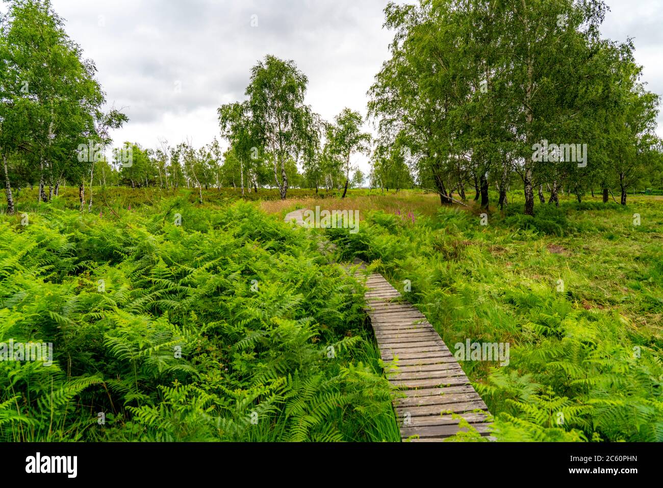 Holzplankenweg im Naturschutzgebiet Struffelt, bei Roetgen-Rott, Teil des Fernwanderweges Eifelsteig, Naturpark hohes Venn-Eifel, Stockfoto
