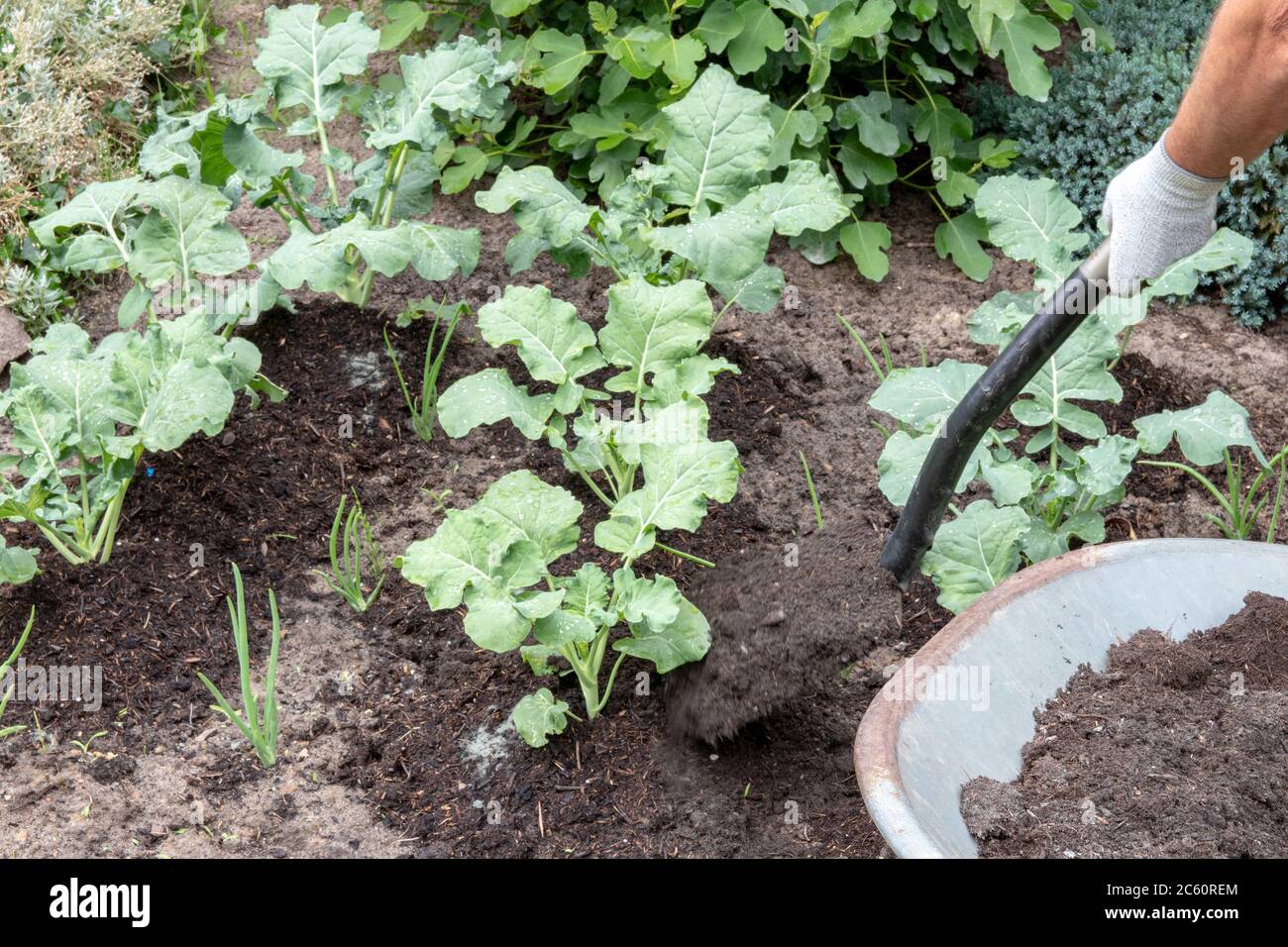 Brokkoli Garten. Ein Gärtner stapeln auf Gemüsegarten jungen Brokkoli mit Oberboden auf. Der nährstoffreiche Kompostboden wurde mit dem Mineral roc gemischt Stockfoto