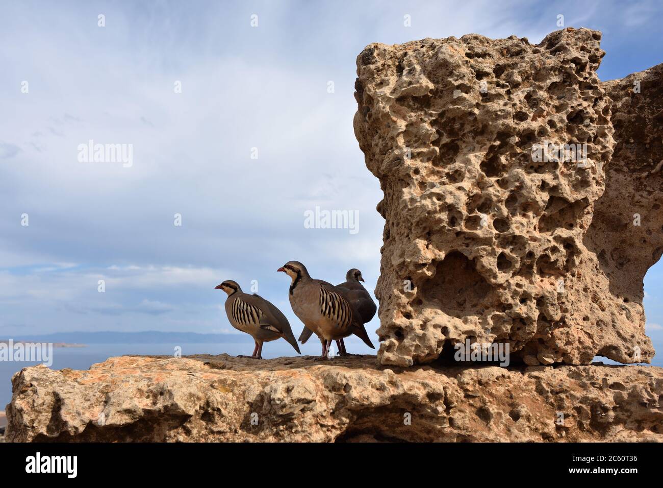 Das Felsenhuhn (Alectoris graeca) Vögel auf den Ruinen des antiken griechischen Tempels von Poseidon am Kap Sounion, Attica Griechenland Stockfoto