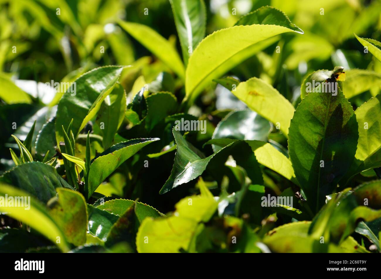 Blätter der Teepflanze Stockfoto