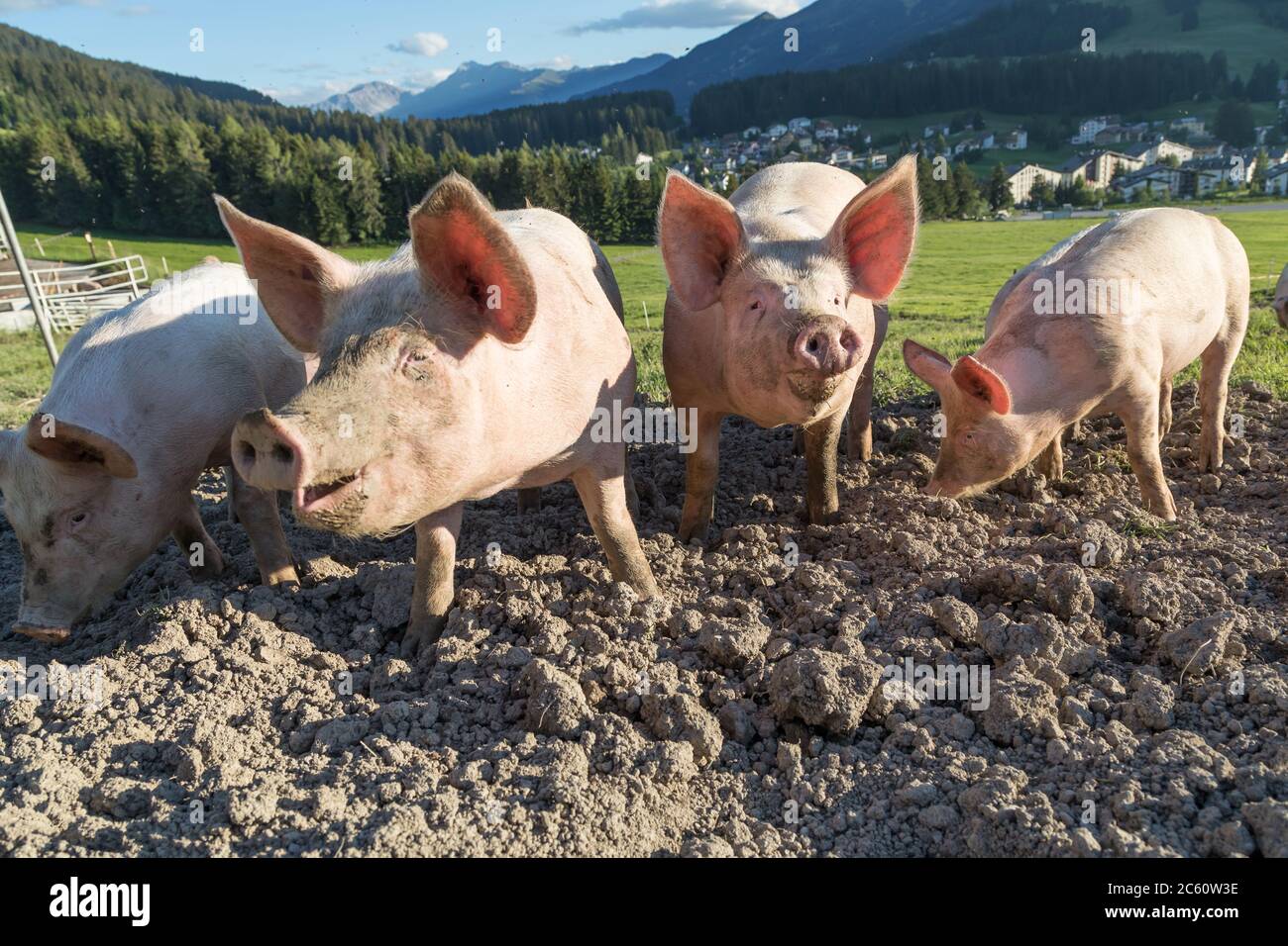 Schweine auf einem Bauernhof in den schweizer alpen Stockfoto