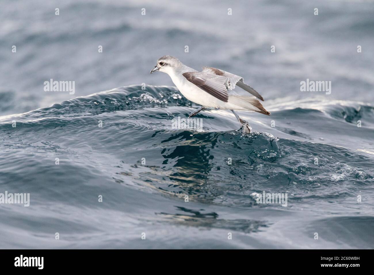 Fairy Prion (Pachyptila turtur) fliegt über den Ozean vor der Küste von Kaikoura in Neuseeland. Futter im Flug über Slick von Chum während eines Lchs gemacht Stockfoto