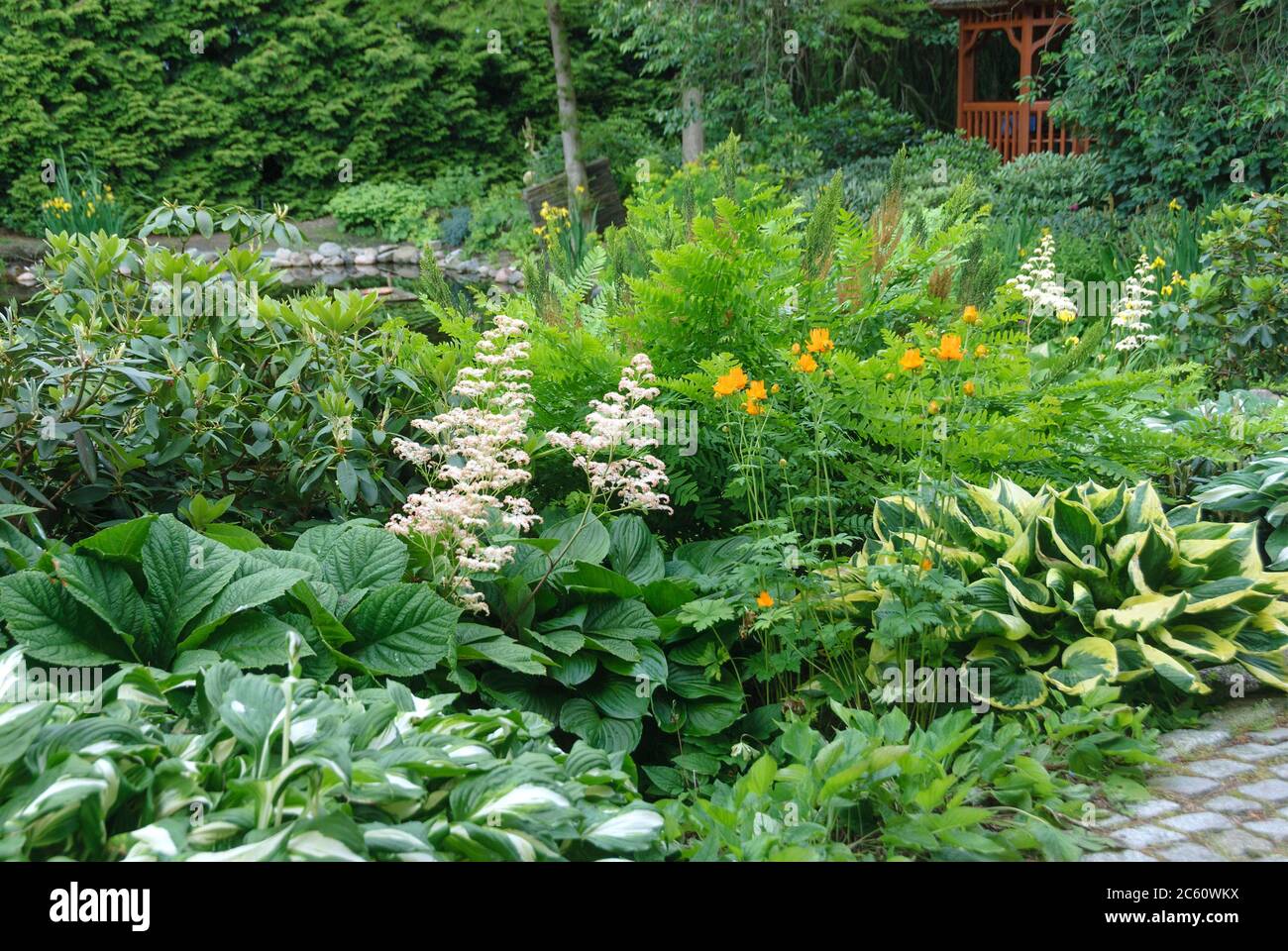 Botanischer Garten Christiansberg, Schaublatt Rodgersia pinnata, Funkie Hosta, Trollblume Trollius chinensis, Hosta-Weg Stockfoto