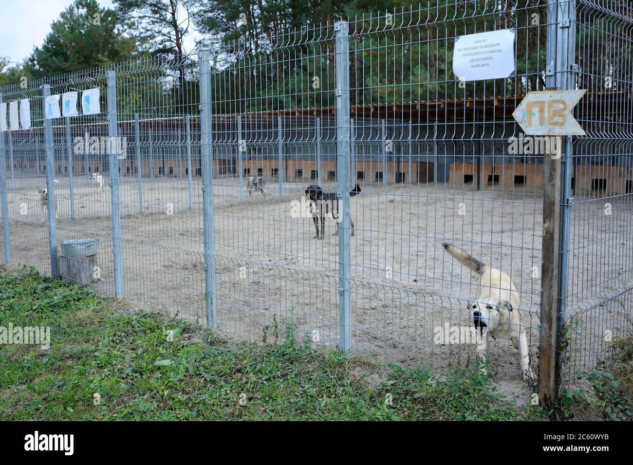 Kommunales Tierheim. Reihe von Freiluftkäfigen, streunende Hunde bellen hinter Gittern Stockfoto
