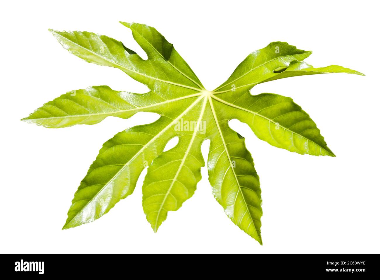 Fatsia Japonica ein grüner Blatt halbimmergrüner Strauch allgemein bekannt als Rizinusöl Pflanze ausgeschnitten und isoliert auf einem weißen Hintergrund Stockfoto
