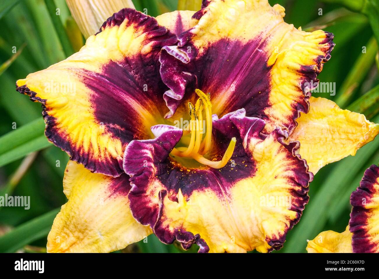 Violette Hemerocallis Blume 'Ageless Beauty', Creme mit rot-violettem Auge und Rand über dem Hals Stockfoto