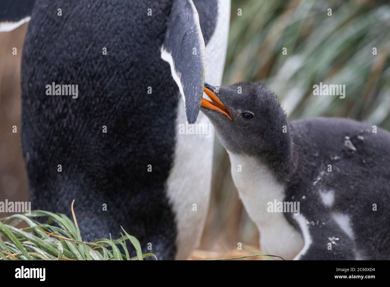 Gentoo Penguin (Pygoscelis papua papua) an der Forschungsstation Buckles Bay auf Macquarie Island, Australien. Junge Bettelei mit ihren Eltern. Stockfoto