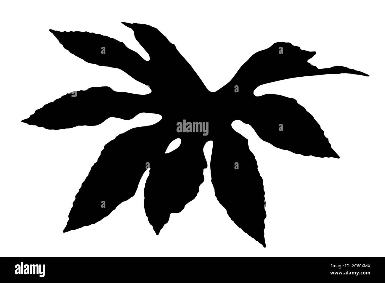Fatsia Japonica schwarze Silhouette Blatt allgemein als Rizinusöl Pflanze bekannt ausgeschnitten und isoliert auf einem weißen Hintergrund Stockfoto