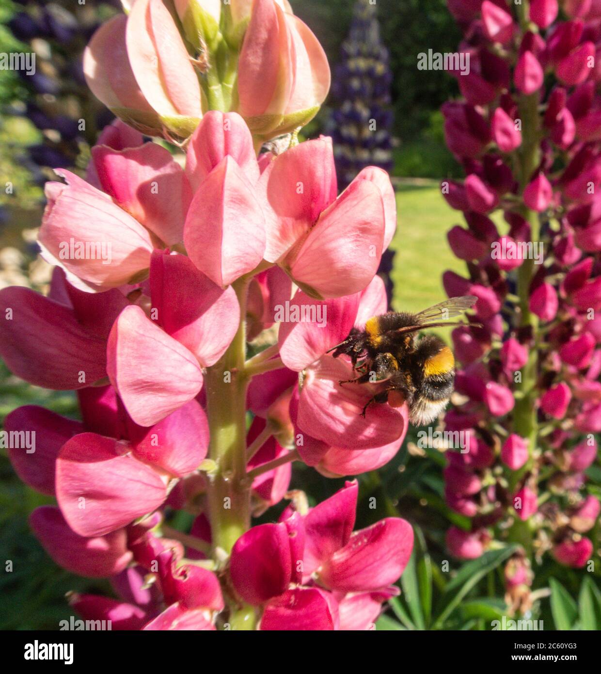 Eine Biene, die Pollen von rosa Lupinenblüten sammelt.Pollenator, fliegendes Insekt, Anthophila, lupinus Stockfoto