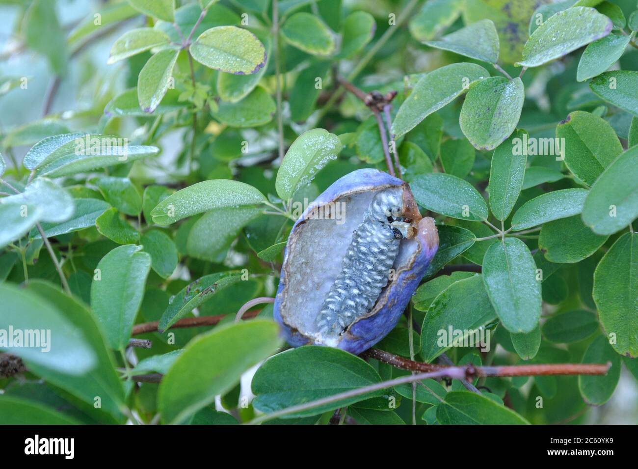 Klettergurke Akebia quinata Stockfoto