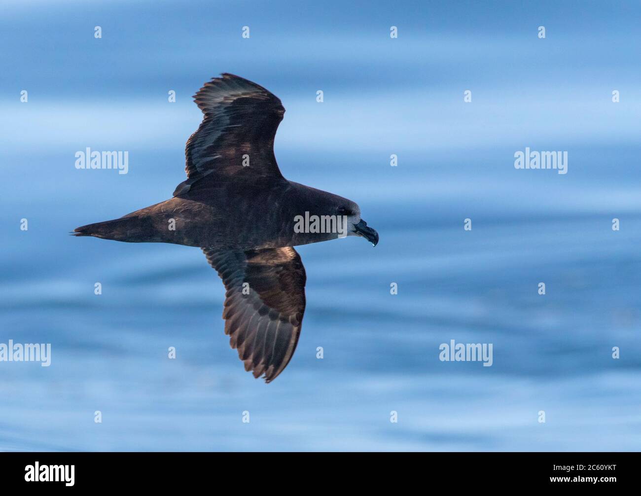 Grauschwalbe (Pterodroma gouldi), die vor Kaikoura in Neuseeland über dem Ozean fliegt. Von der Seite mit Hintergrundbeleuchtung. Stockfoto