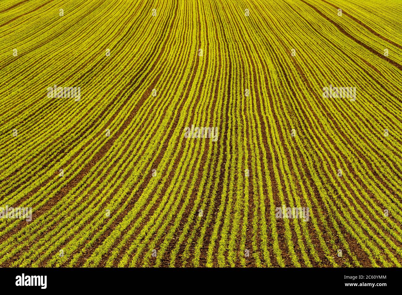 Alfalfa Field, Auvergne Rhone Alpes, Frankreich Stockfoto