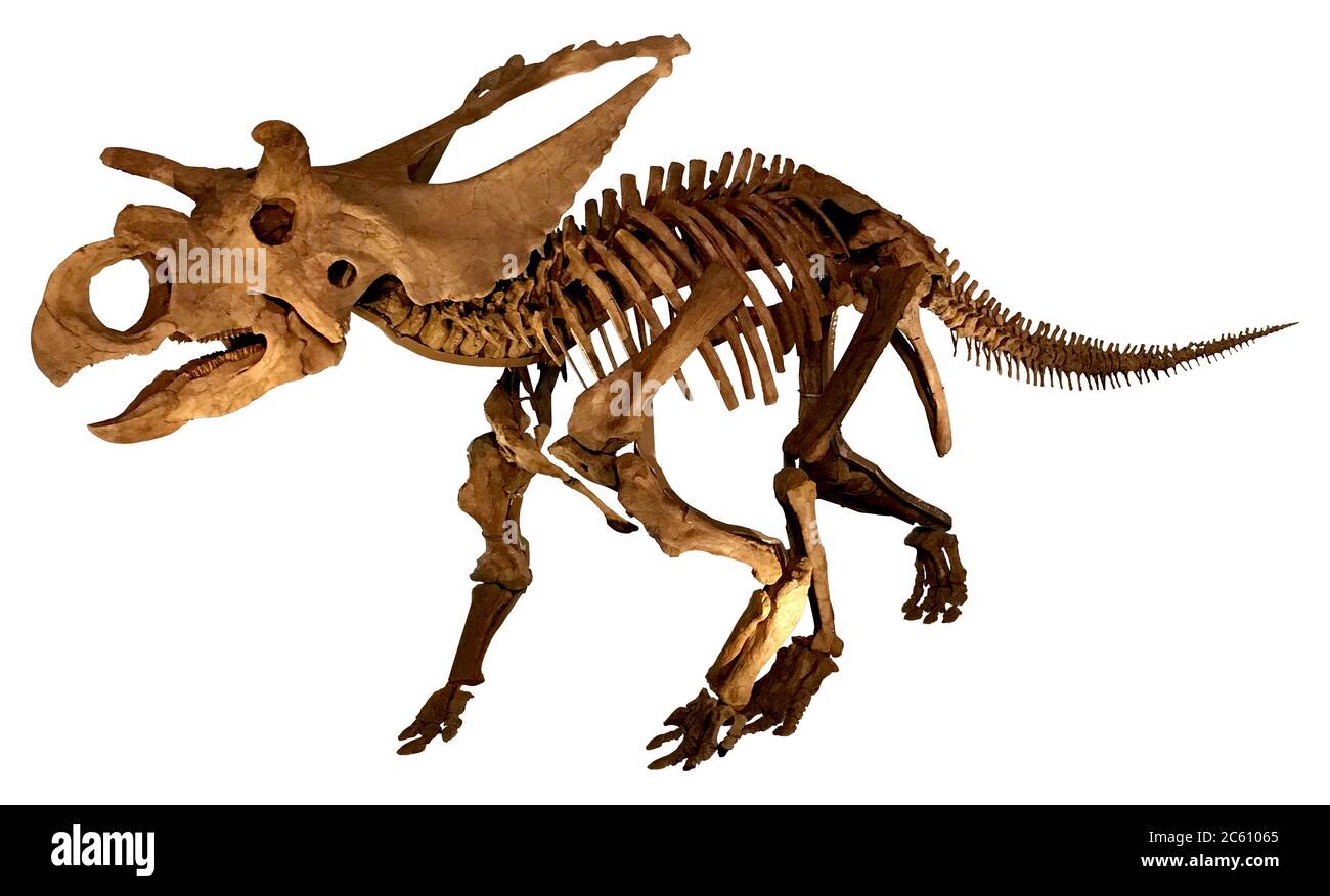 Dinosaurier Fossil (komplettes Skelett) Stockfoto