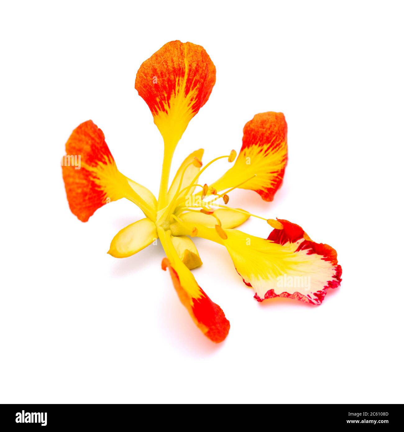 Blumen von Flammenbaum Delonix regia isoliert auf weiß Stockfoto