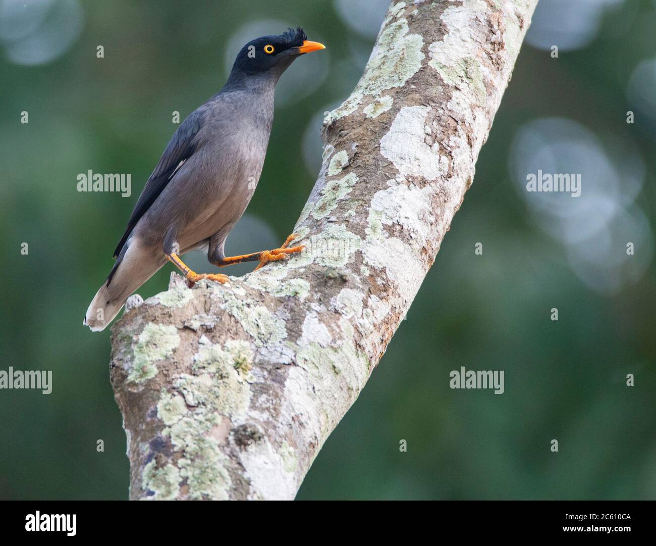 Der Erwachsene Dschungel Myna (Acridotheres fuscus) thront in einem Baum. Stockfoto