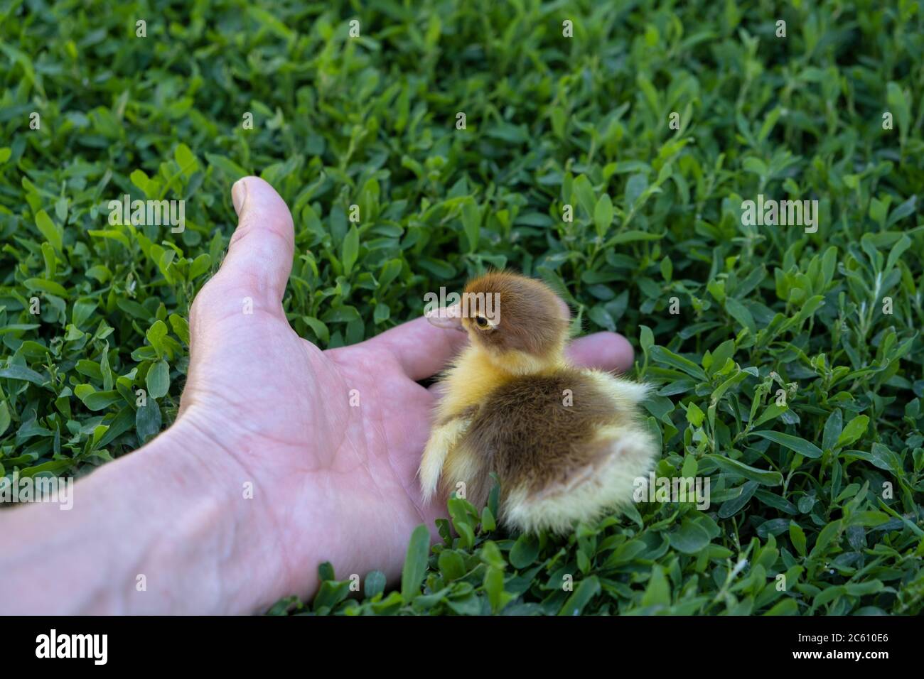 Neu geboren schöne Entlein in der Hand. Niedliche Entlein Stockfoto