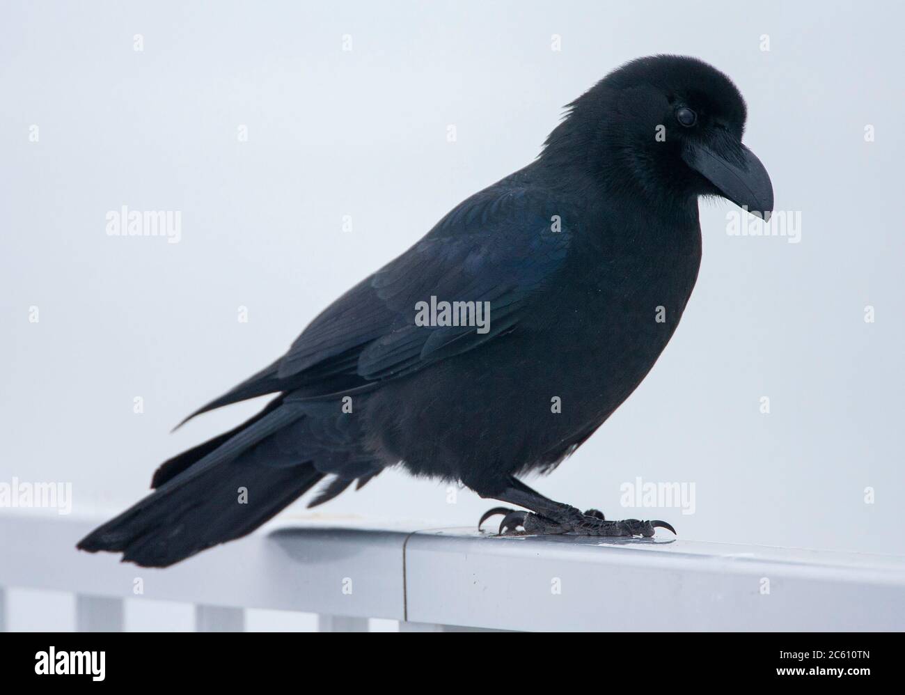 Großschnabeldrohe (Corvus macrorhynchos japonensis), auch als Jungle Crow bekannt. Auf einer Handschiene auf Hokkaido, Japan. Stockfoto